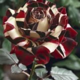 Special Rose Plant Imported V10