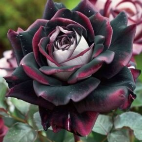 Special Rose Plant Imported V3