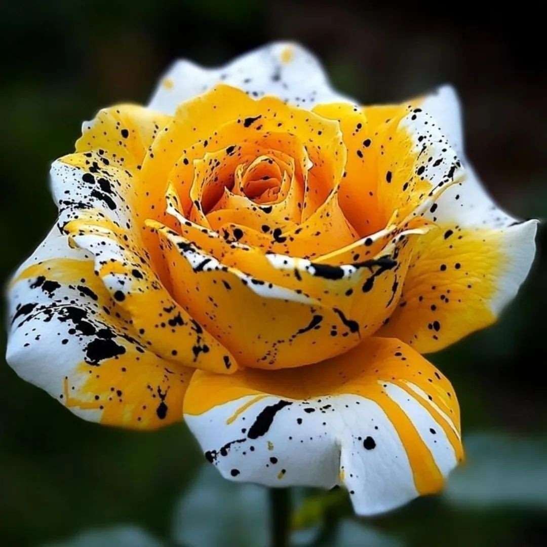 Special Rose Plant YT10