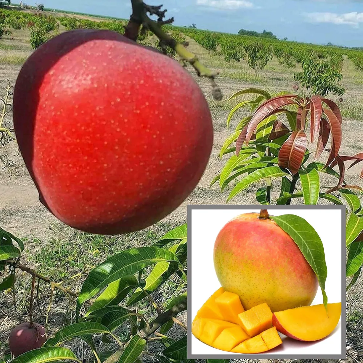 Apple Mango Plant