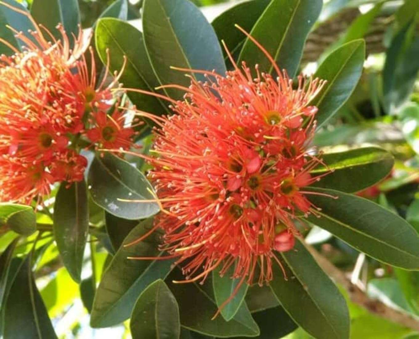 Golden Penda / Crimson Penda (First Love)