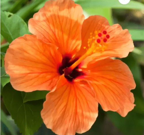 Orange Colour Hybrid Hibiscus (Joba)