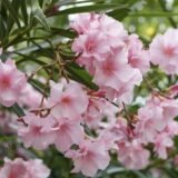 Kaner (Nerium Oleander) – Pink Color