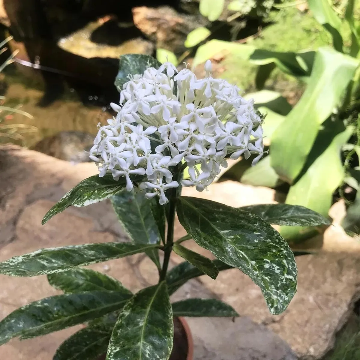 White Colour Ixora (Rukmini Rangan) - Image 2