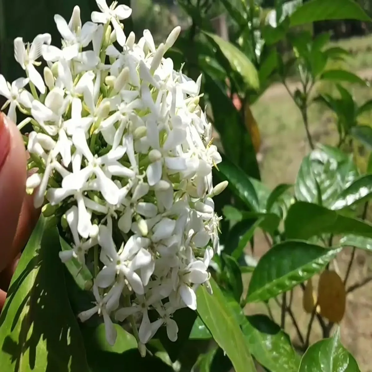 White Colour Ixora (Rukmini Rangan) - Image 3