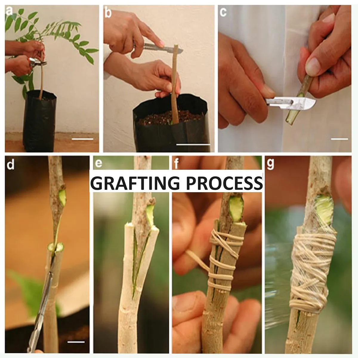 Thai Catimon (Katimon) All Time Sweet Mango Plant - Image 5