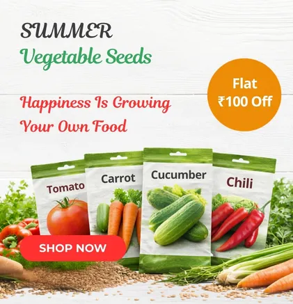 Summer vegetable seeds with fresh tomato, cucumber, and chilli