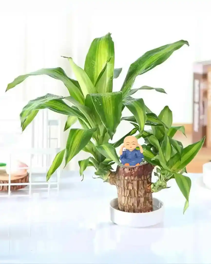 Lucky Brazil Wood Plant