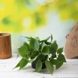 Philodendron Scandens Oxycardium heart leaf indoor plant in pot