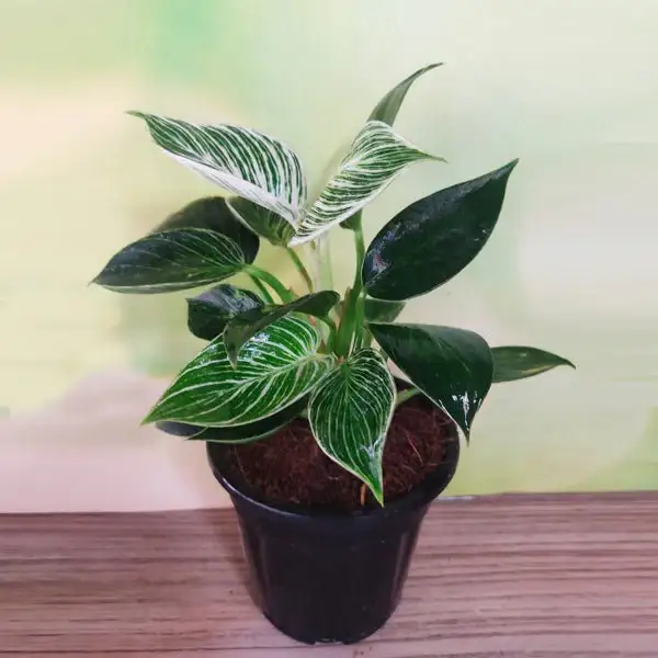 Philodendron Birkin indoor plant with white striped green leaves