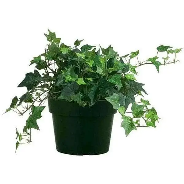 Hedera Helix English Ivy indoor hanging plant with green leaves