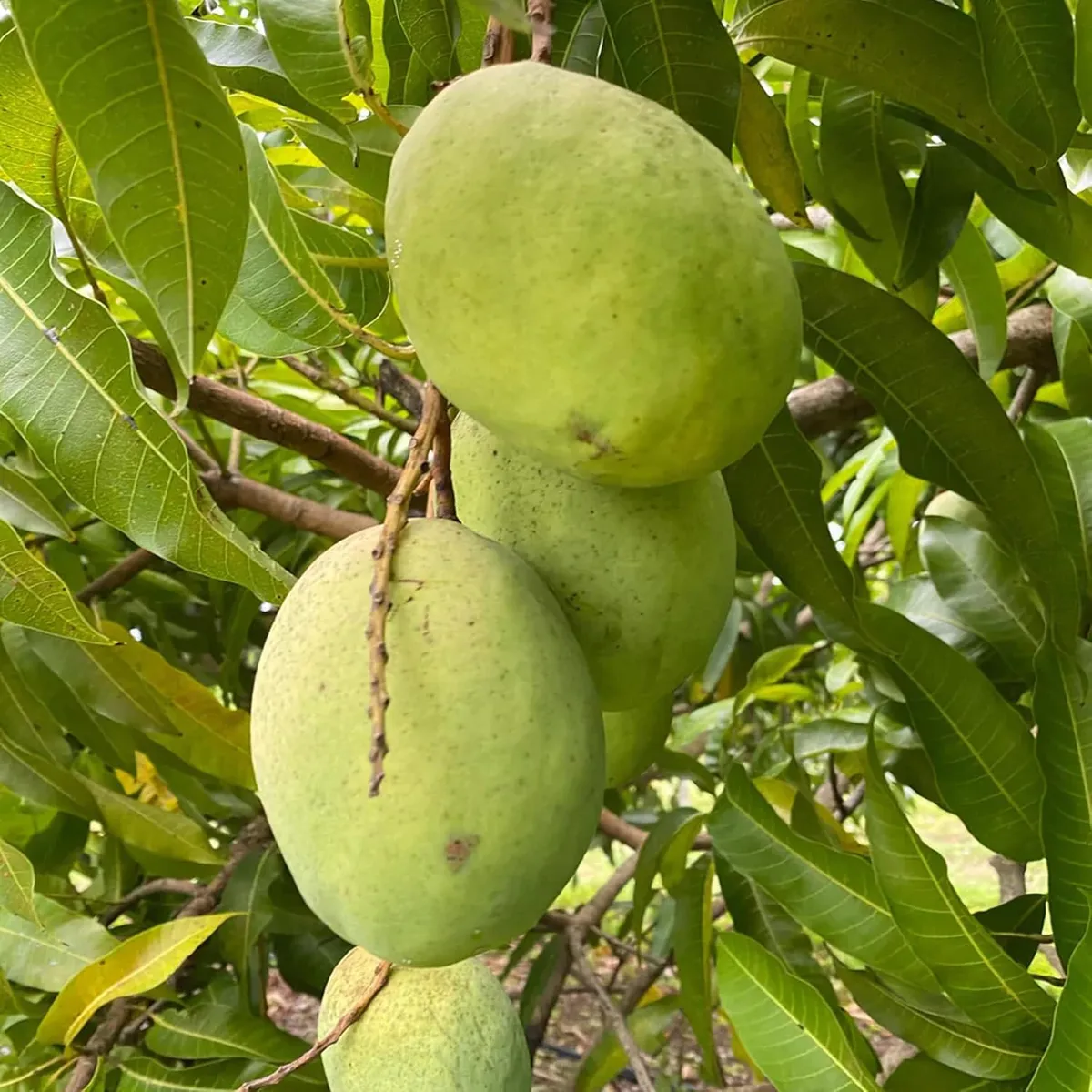 Coconut Cream Mango Plant - Image 4