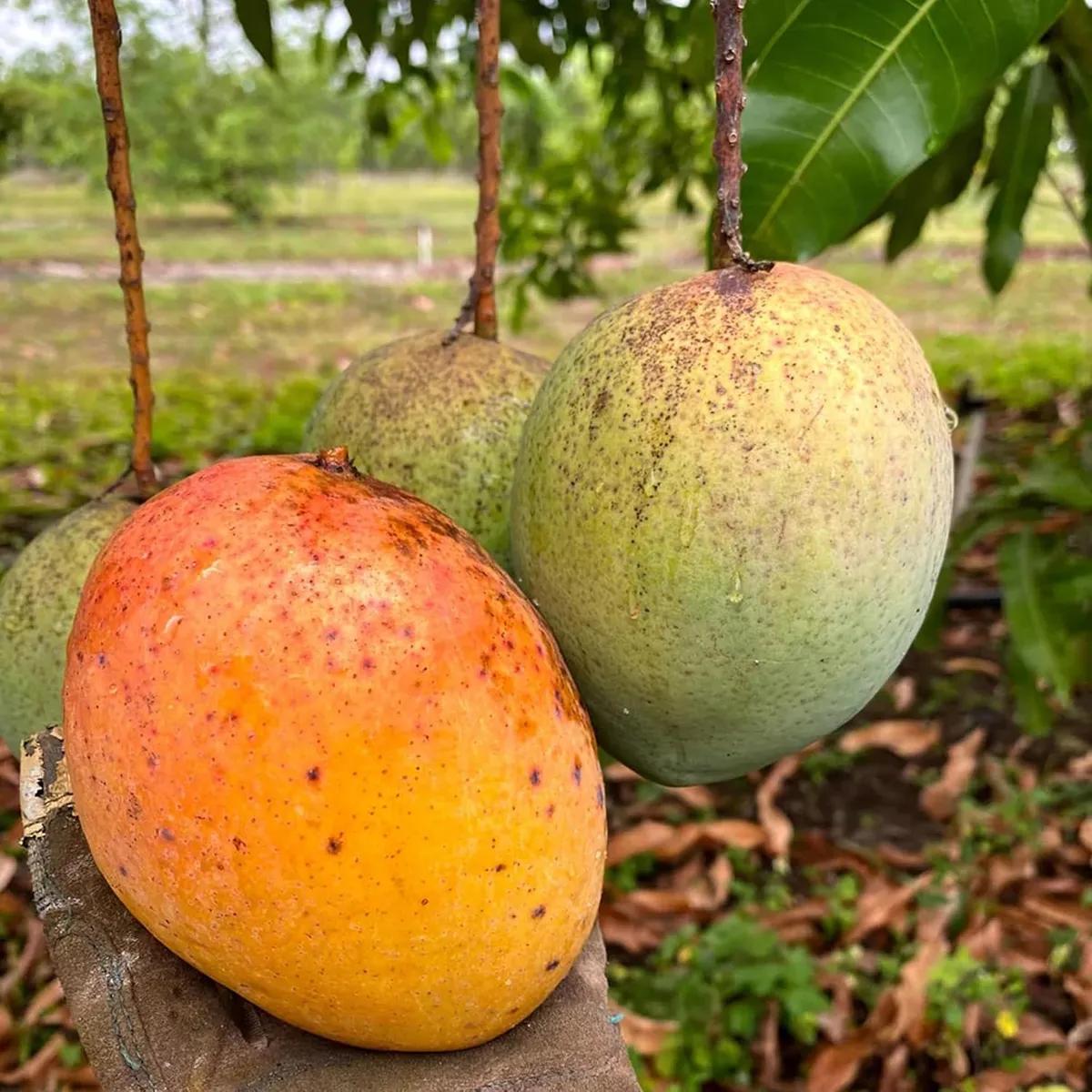 Coconut Cream Mango Plant - Image 3