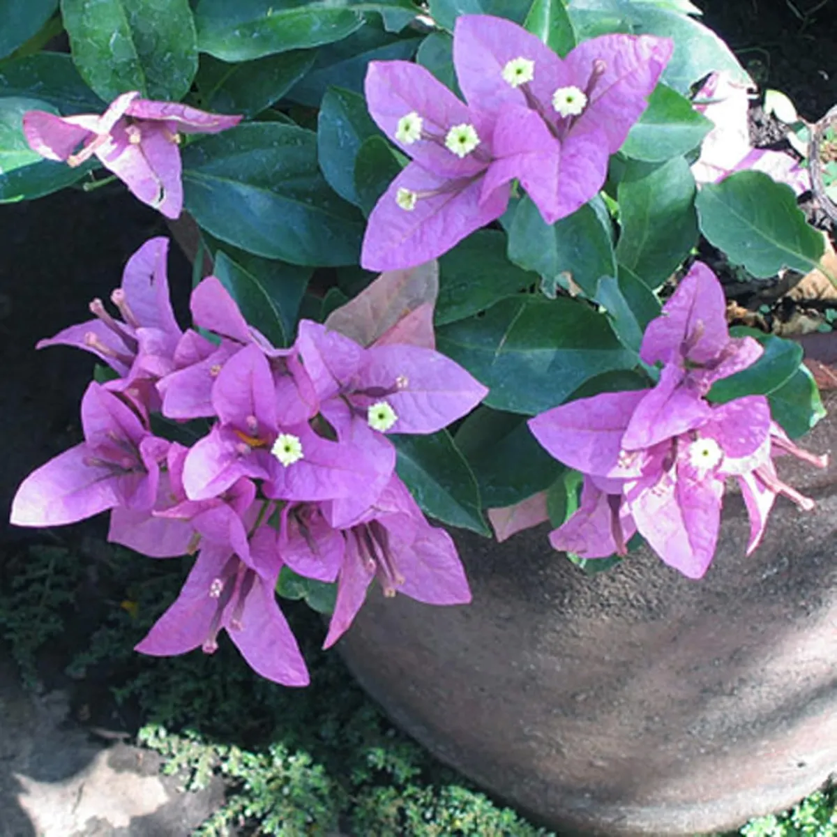 Purple Colour Bougainvillea Kagoj Ful Shrubs - Image 3