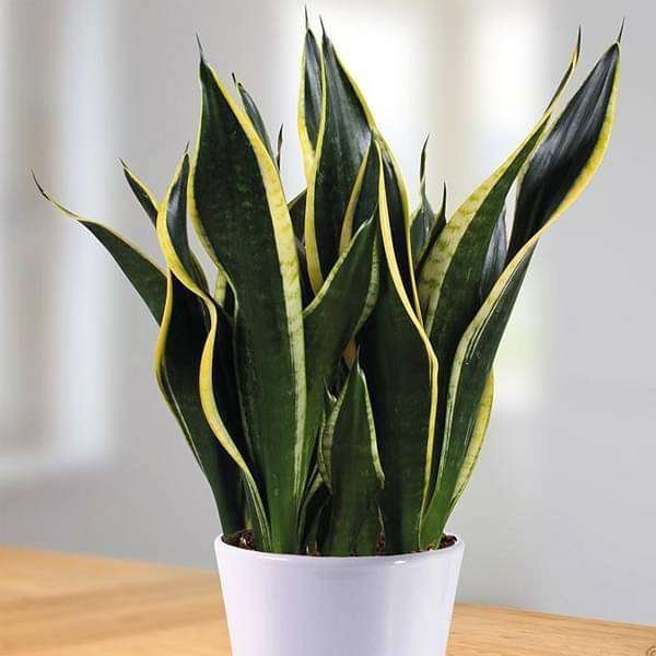 Snake Plant – Sansevieria Indoor Plant