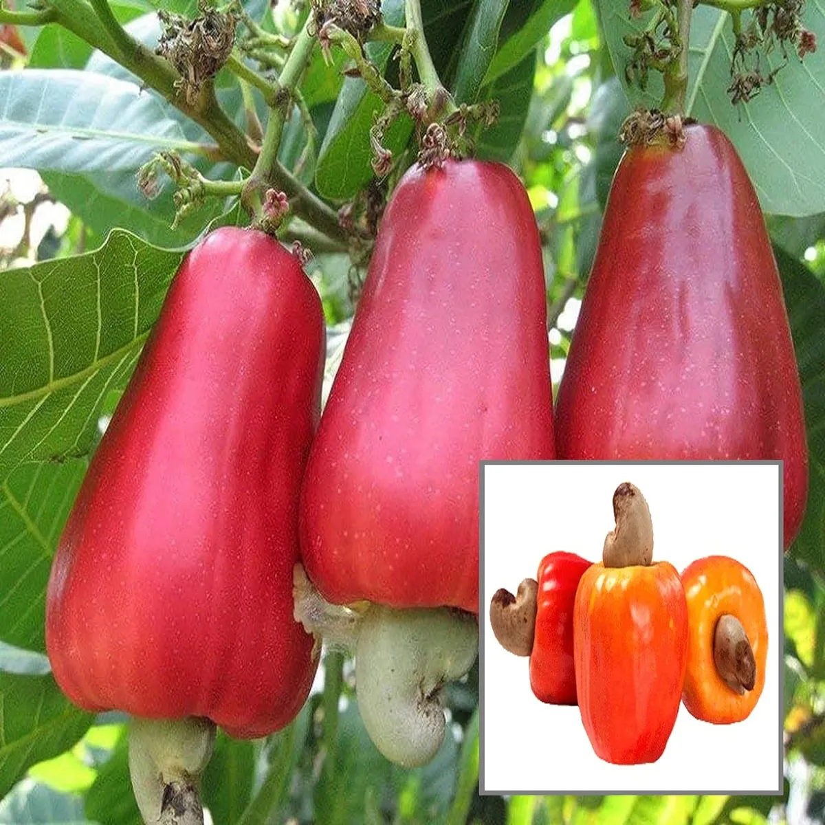 Vri 3 Kaju Cashew Nut Anacardium