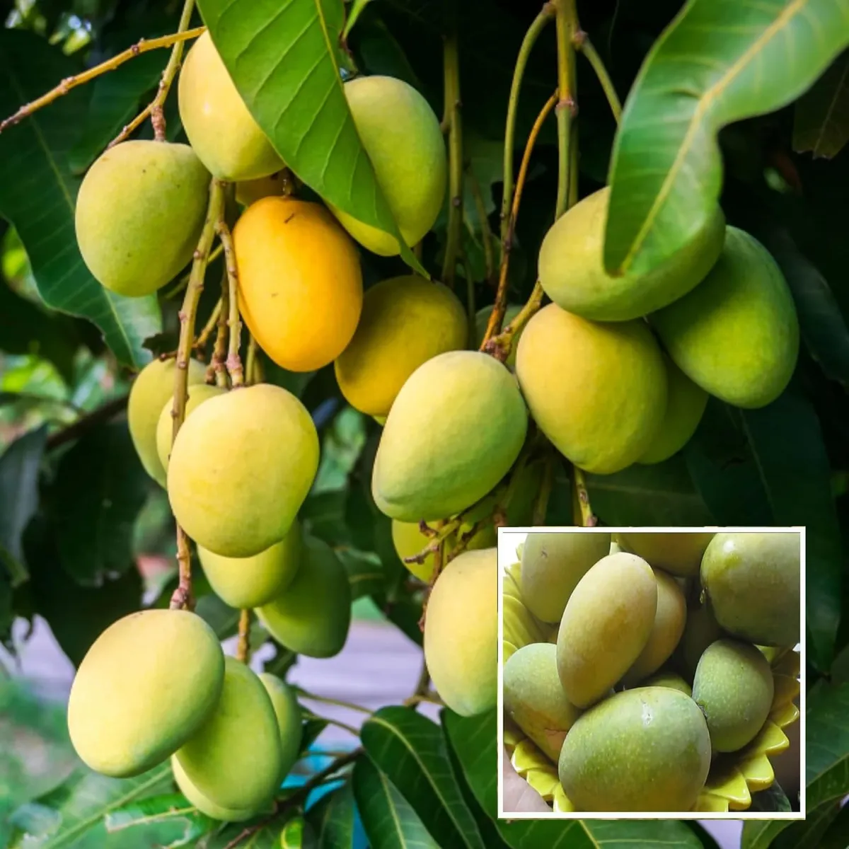 Jardalu Mango Plant