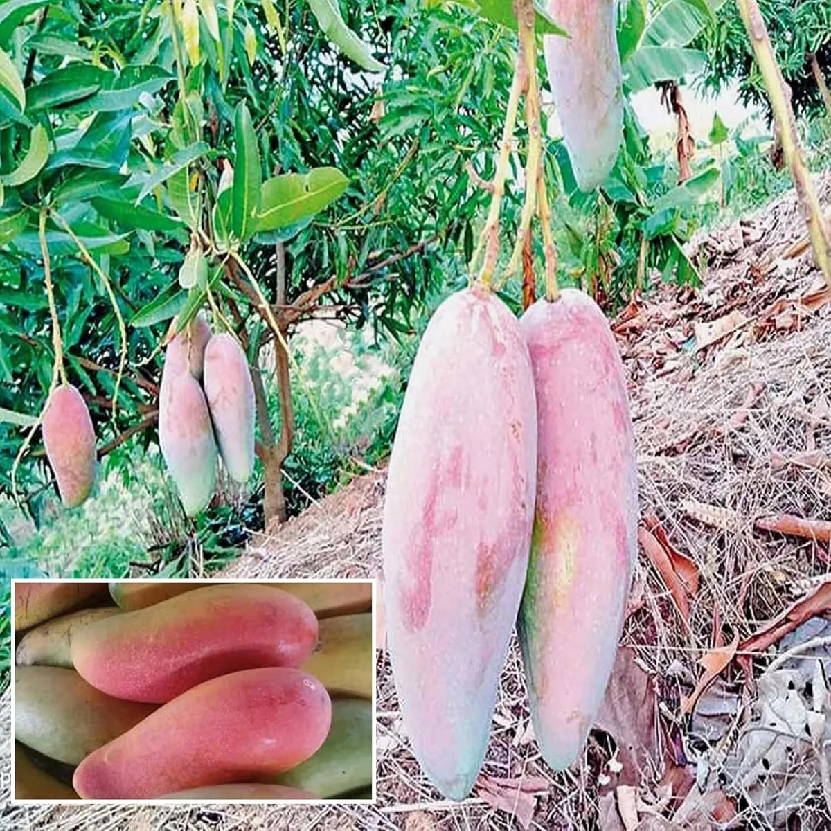 Thai Chiang Mai Mahachanok Mango Plant
